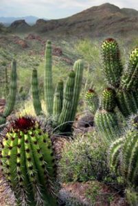 Arizona Cactus1