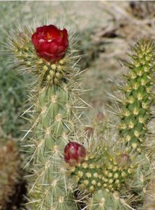 BloomingCholla