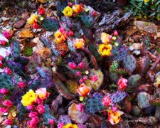 Purple Prickly Pear In Bloom1