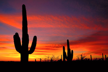 Sunset in Saguaro
