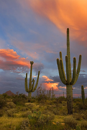 Saguaro3