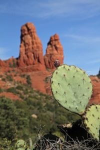 Sedona Prickly Pear
